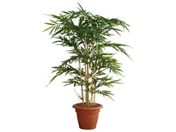 Planten